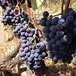 Casale Degli Zappini * Castiglione De Sicilia
